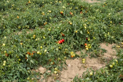 Campi pomodori