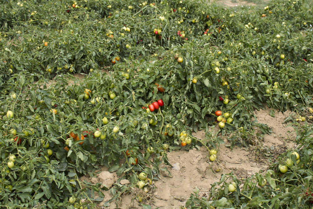 Campi pomodori
