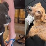 Cani abbandonati ad Agropoli