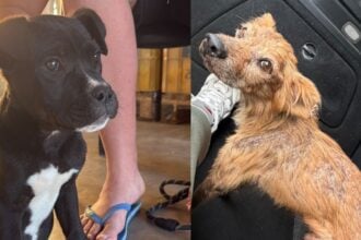 Cani abbandonati ad Agropoli