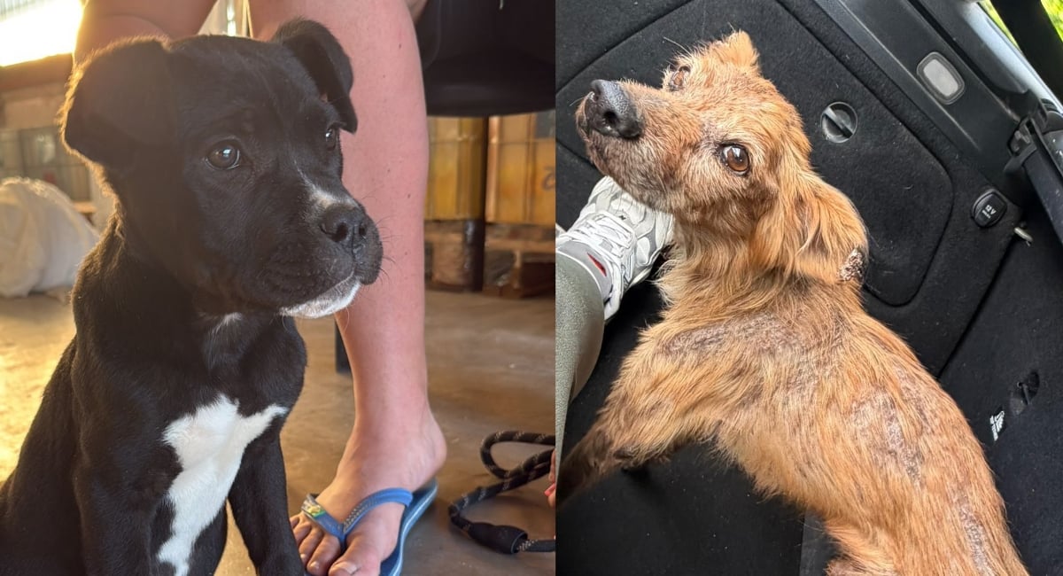 Cani abbandonati ad Agropoli