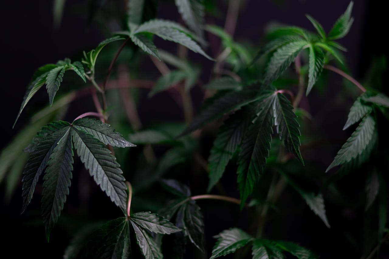 Cannabis