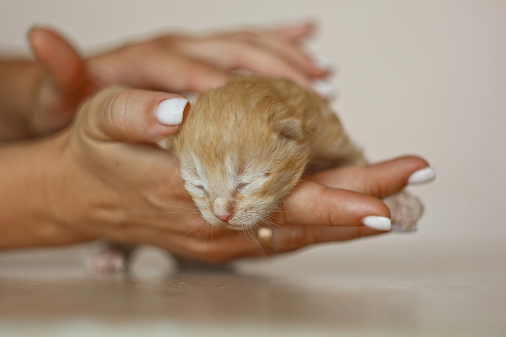 Gatti