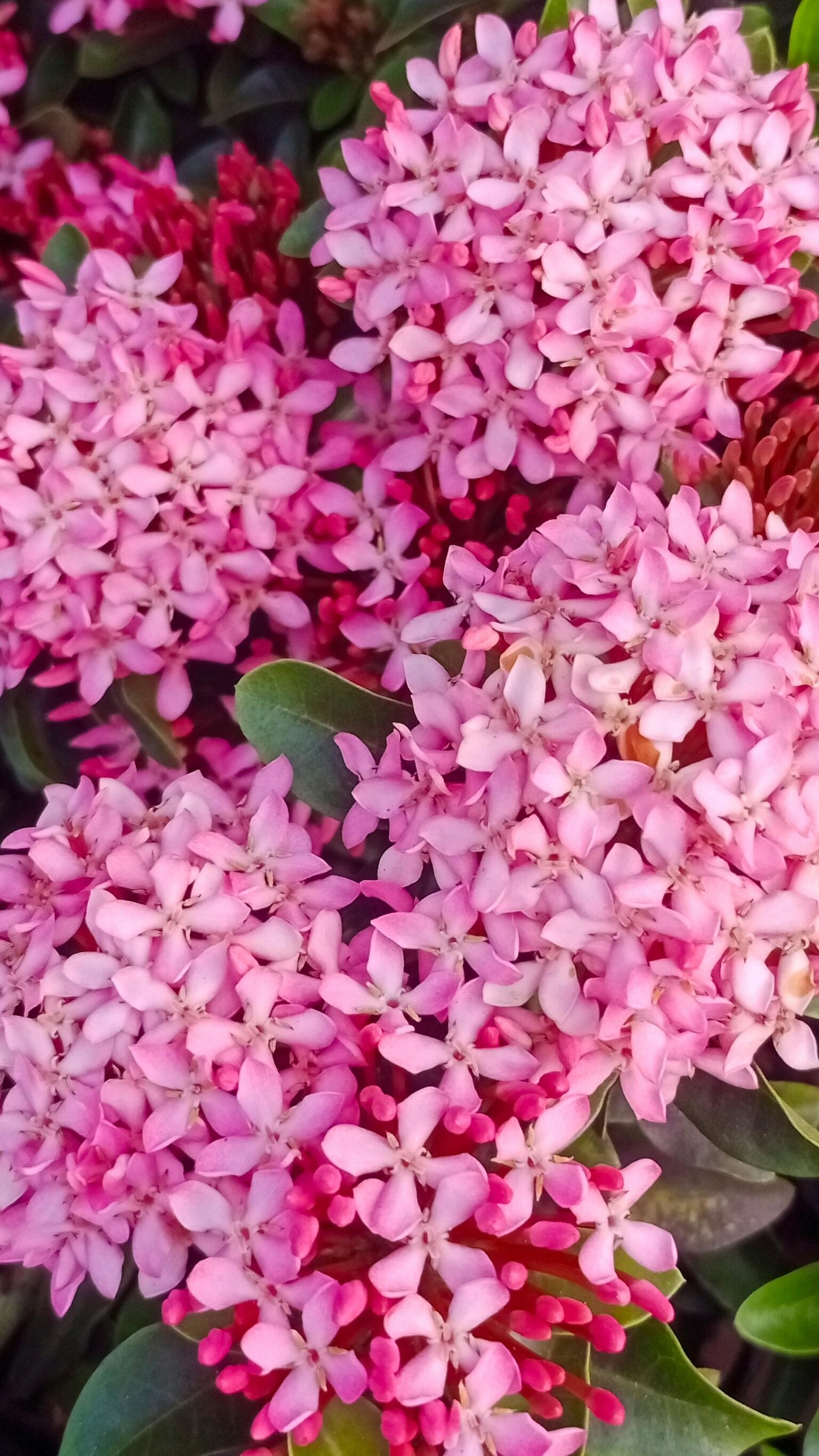Fiori rosa