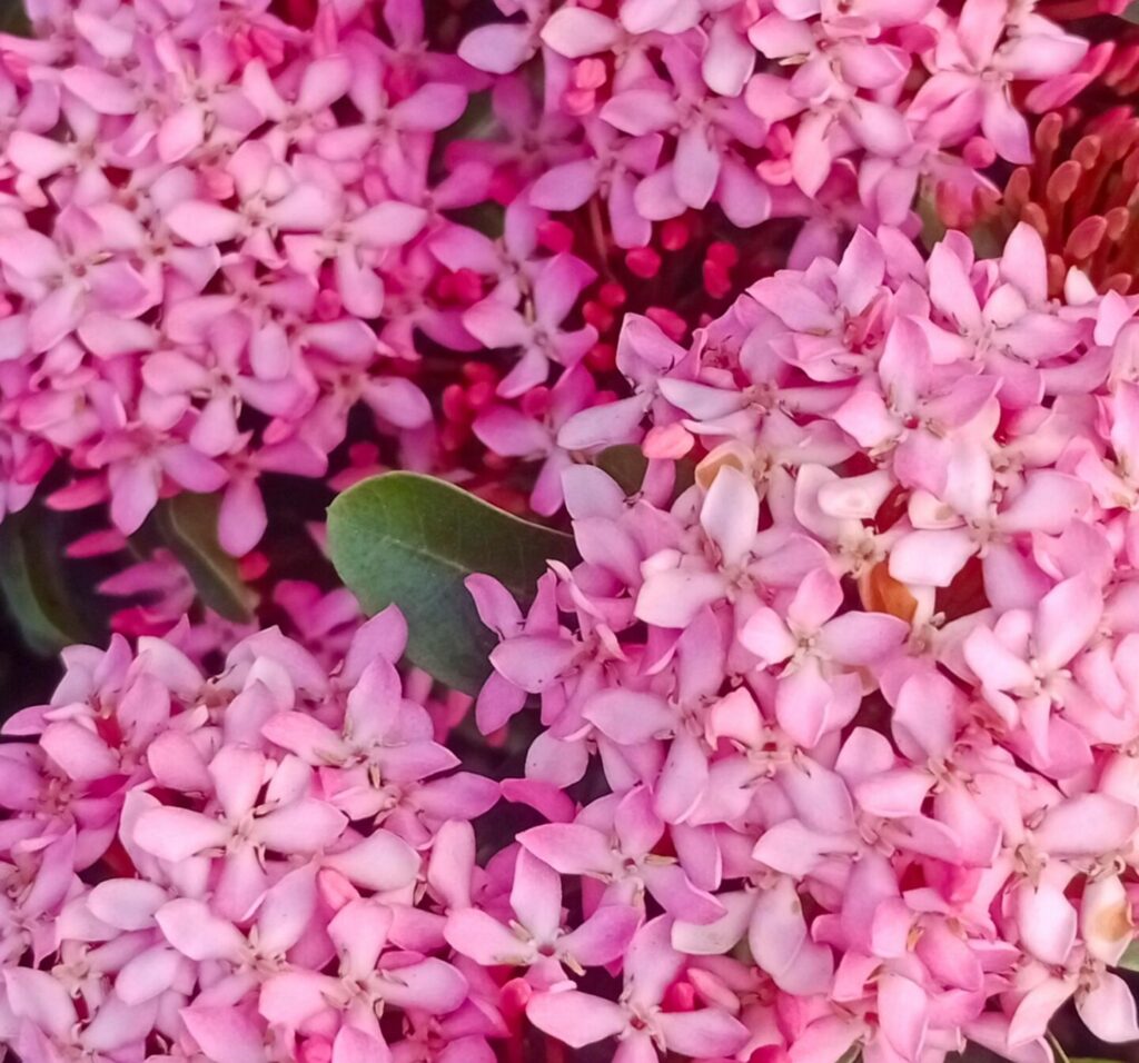 Fiori rosa
