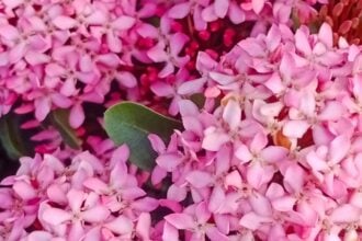 Fiori rosa