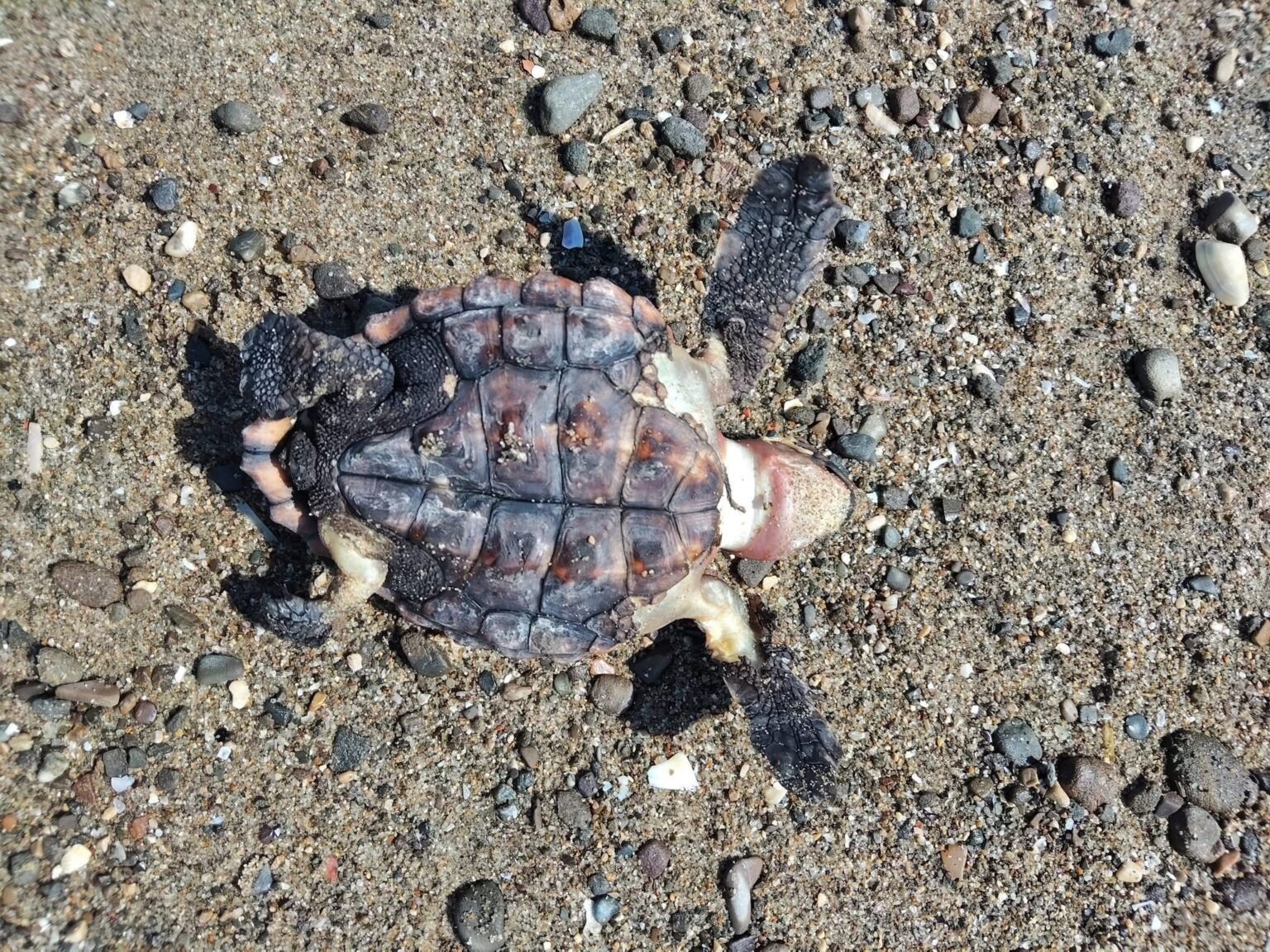 Caretta caretta