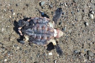 Caretta caretta