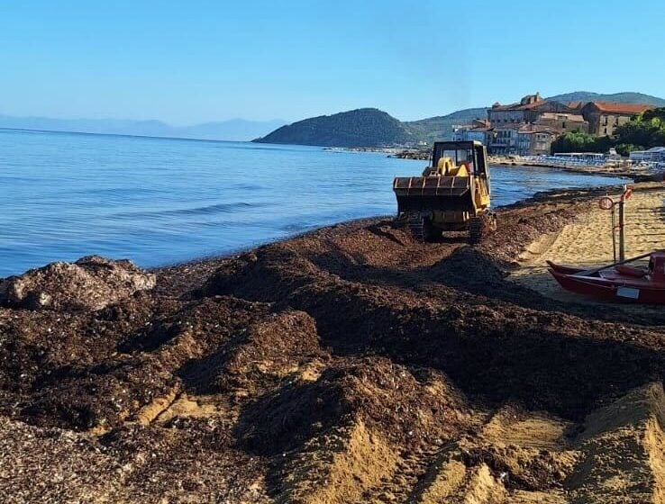 Castellabate posidonia