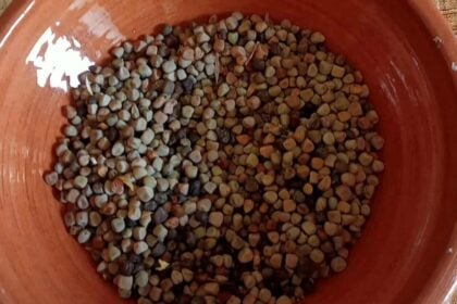 Maracuoccio