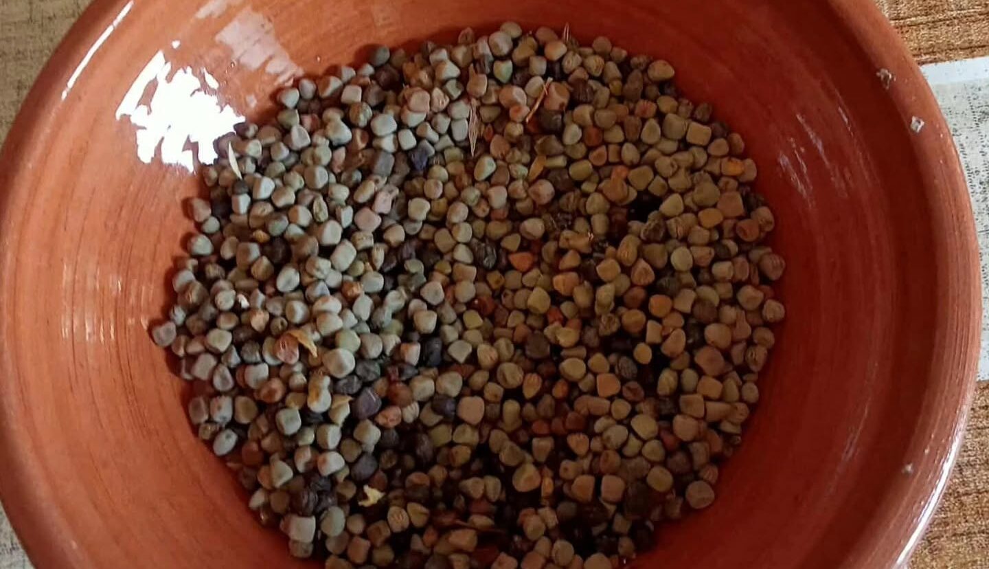 Maracuoccio
