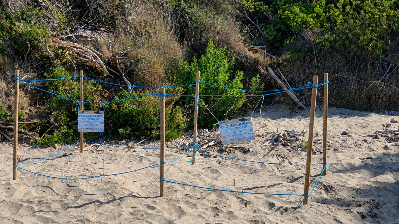 Caretta Caretta Baia Arena