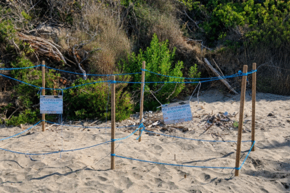 Caretta Caretta Baia Arena