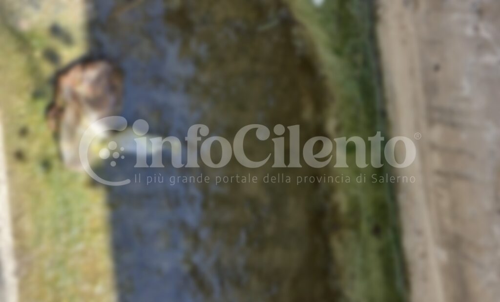 Cuccioli cane