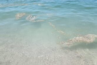 mare Salerno