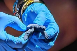 caretta caretta
