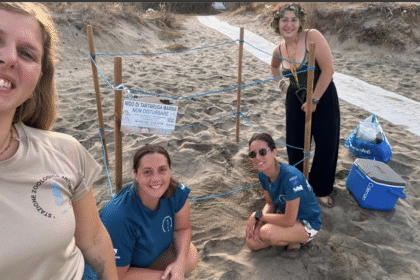Acciaroli, spiaggia tartarughe caretta caretta