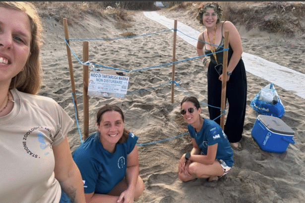 Acciaroli, spiaggia tartarughe caretta caretta