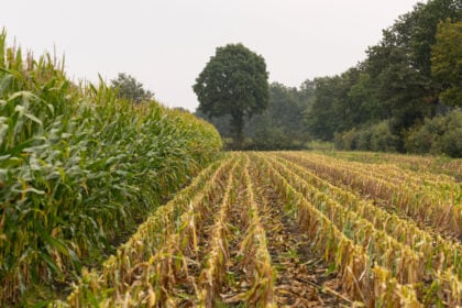 Campo agricoltura