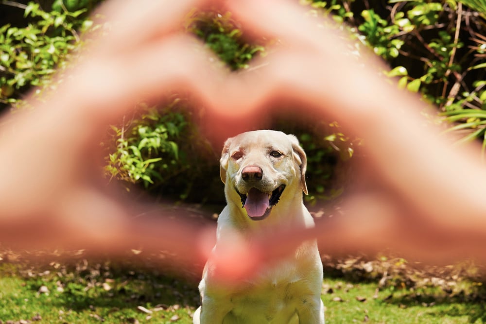 Cane e padrone