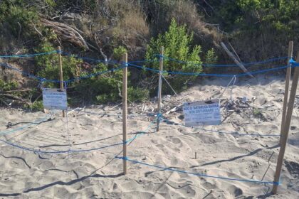 Caretta Caretta Montecorice
