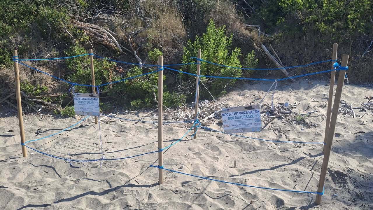 Caretta Caretta Montecorice