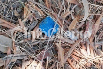 Ascea, veleno vicino alle colonie feline: intervengono volontari e Carabinieri