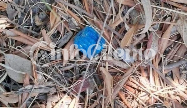 Ascea, veleno vicino alle colonie feline: intervengono volontari e Carabinieri
