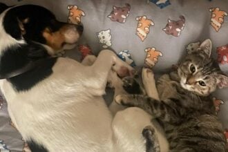 Cilento, un’amicizia a quattro zampe tra Carletto e Micia: l’appello per un’adozione di coppia