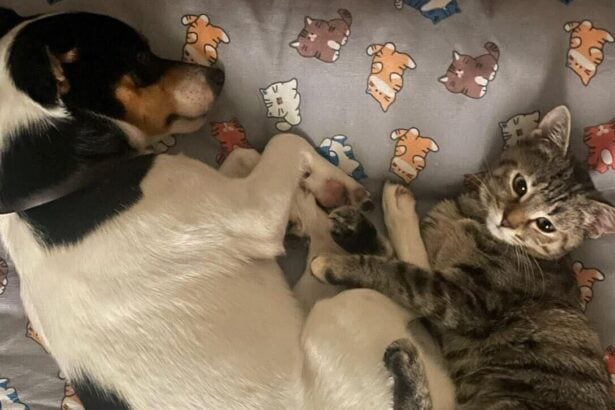 Cilento, un’amicizia a quattro zampe tra Carletto e Micia: l’appello per un’adozione di coppia