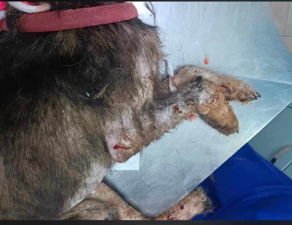 Un cucciolo in fin di vita salvato a Casal Velino: la catena di solidarietà per Arturo
