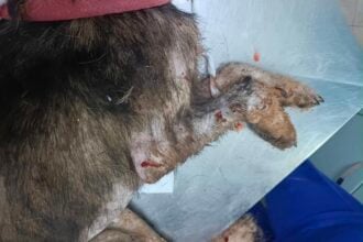 Un cucciolo in fin di vita salvato a Casal Velino: la catena di solidarietà per Arturo