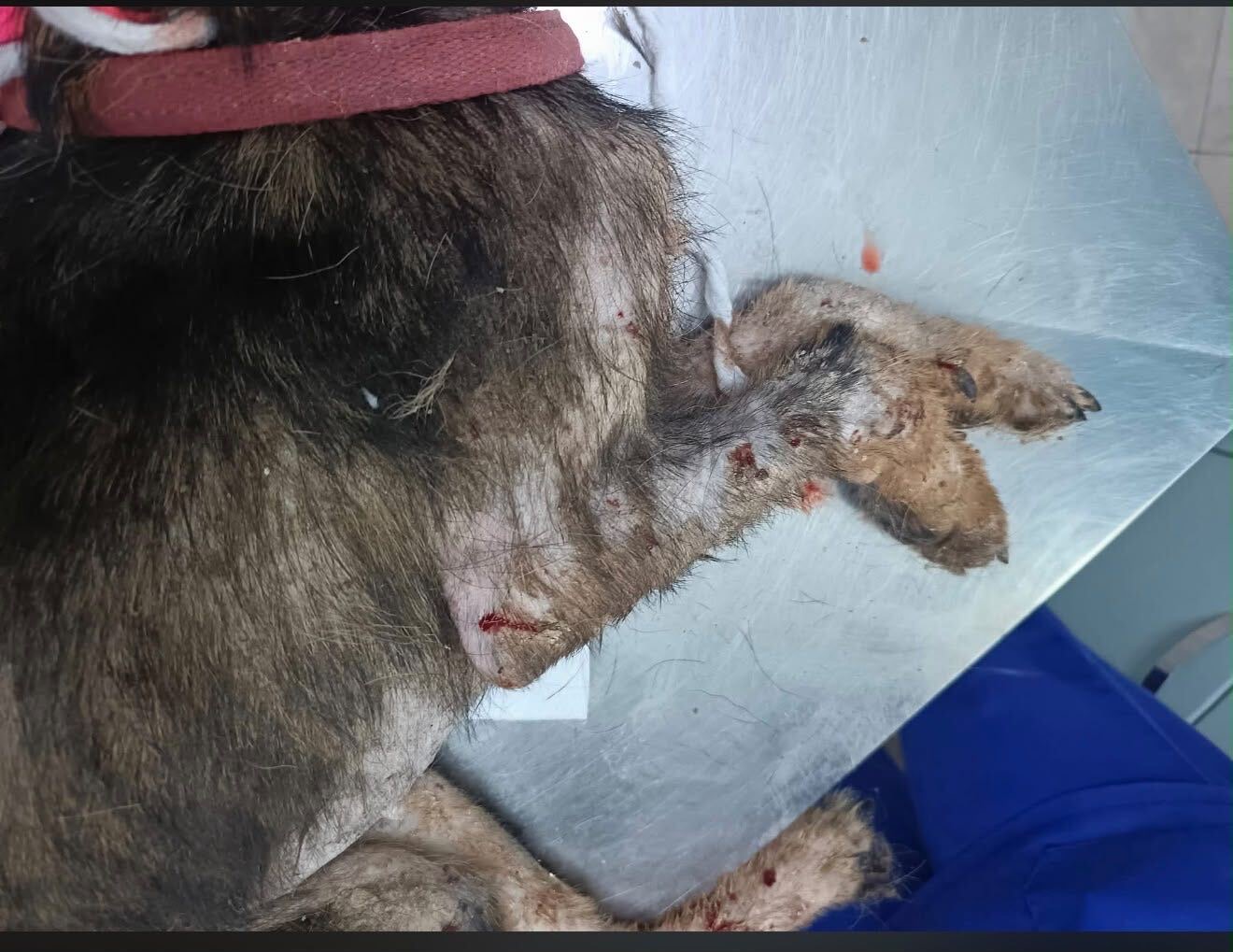Un cucciolo in fin di vita salvato a Casal Velino: la catena di solidarietà per Arturo