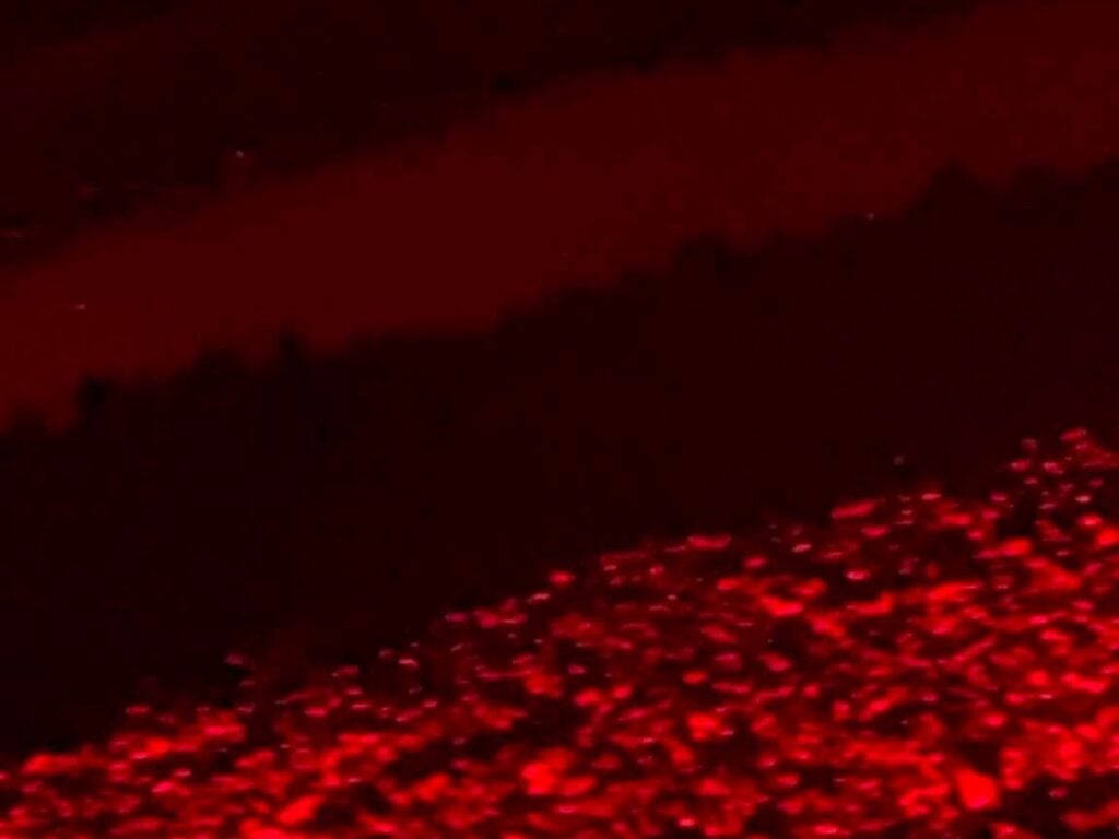 Schiusa delle uova a Eboli: 40 tartarughe marine raggiungono il mare