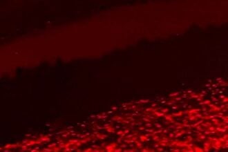 Schiusa delle uova a Eboli: 40 tartarughe marine raggiungono il mare
