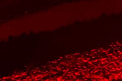 Schiusa delle uova a Eboli: 40 tartarughe marine raggiungono il mare