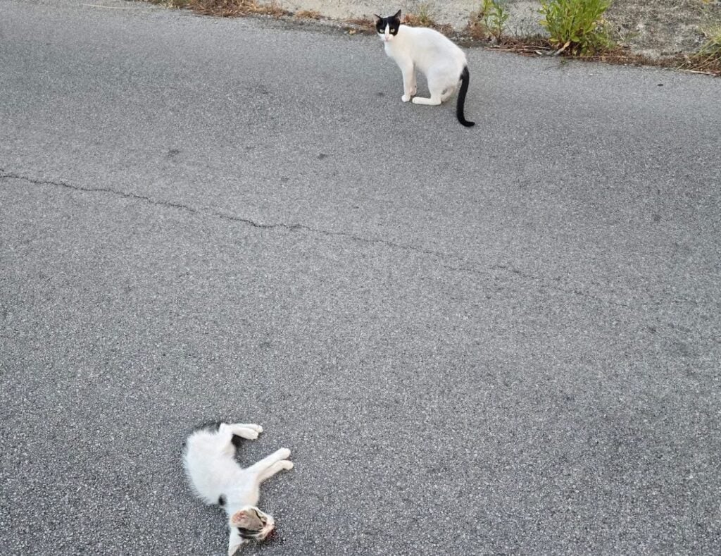 Gattino investito tra Ogliastro ed Agropoli, la madre lo veglia in strada