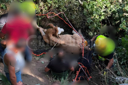 Rofrano, bovino cade in un dirupo: salvato dai Vigili del Fuoco