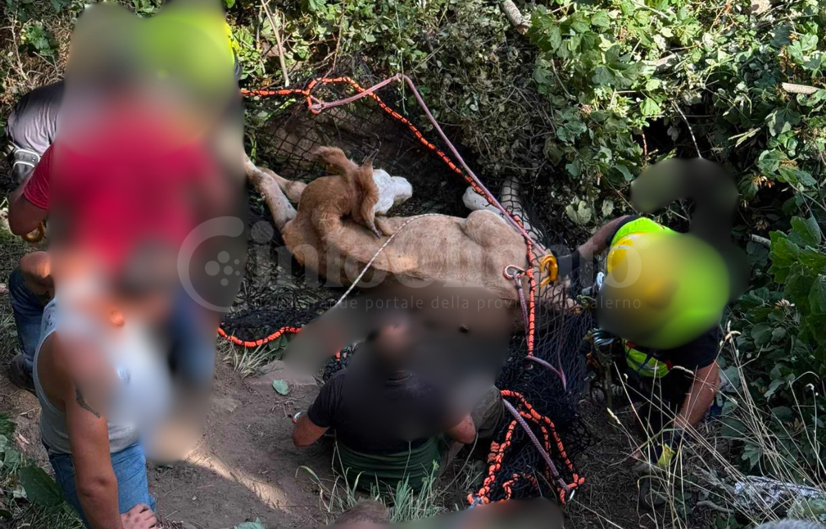 Rofrano, bovino cade in un dirupo: salvato dai Vigili del Fuoco