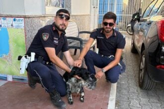 Agropoli, cane sfugge al controllo sulla SS 267: salvato dalla Polizia Municipale