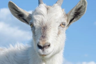 Caprette del Monte Solaro: addio ad Anacapri, pronto il trasferimento ad Agropoli