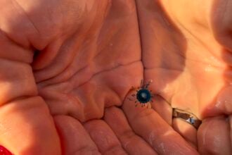 Avvistato nel Cilento l’occhio blu: il raro bottone di mare tropicale