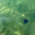 Avvistato nel Cilento l’occhio blu: il raro bottone di mare tropicale