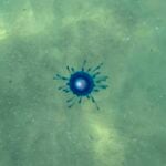 Avvistato nel Cilento l’occhio blu: il raro bottone di mare tropicale