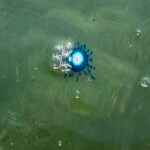 Avvistato nel Cilento l’occhio blu: il raro bottone di mare tropicale