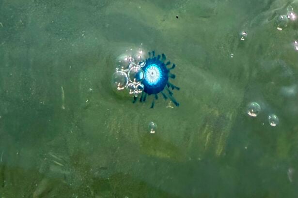 Avvistato nel Cilento l’occhio blu: il raro bottone di mare tropicale