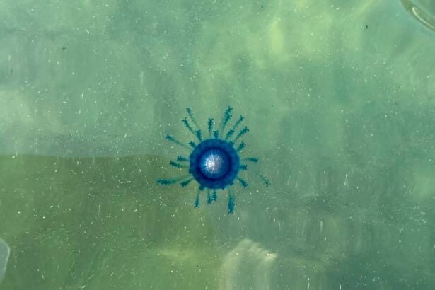 Avvistato nel Cilento l’occhio blu: il raro bottone di mare tropicale