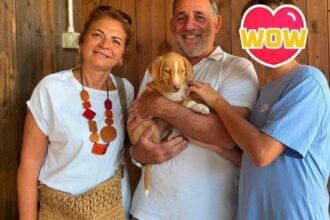 Dal randagismo all'adozione: la nuova vita dei cani di Sacco