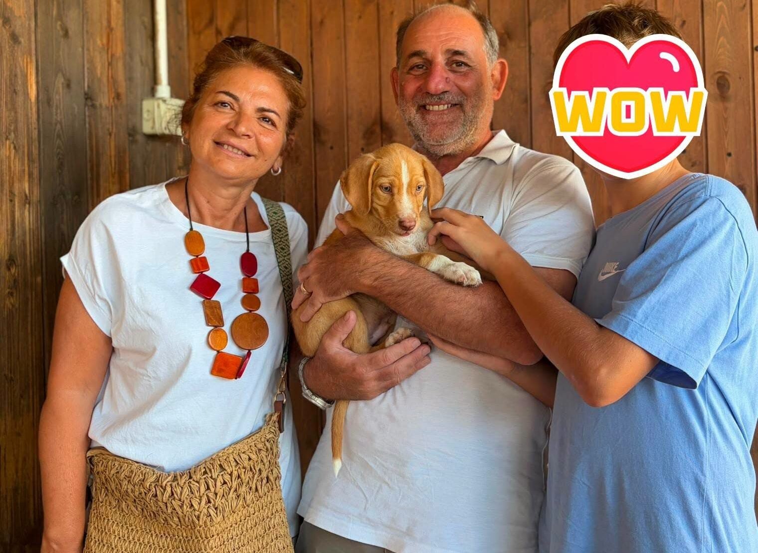 Dal randagismo all'adozione: la nuova vita dei cani di Sacco