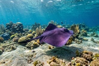Trigone viola nel Cilento: sospette punture e consigli degli esperti